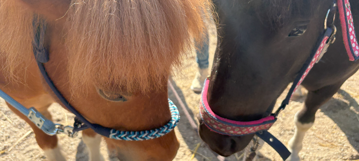 Die beiden Shetlandponys Sunny und Jonny