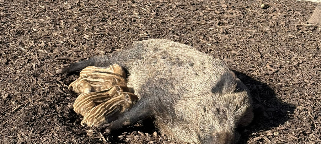 Im Duisburger Stadtwald sind bereits die ersten Frischlinge zu beobachten.